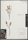 Foto von Salix myrtilloides L. x Salix repens L.